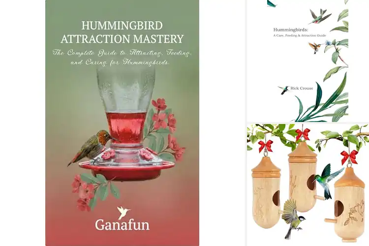 Detailed view of Best Hummingbird Attractions